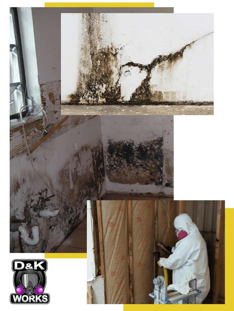Mold remediation denver service