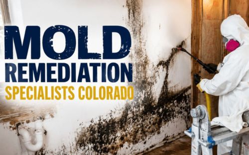 Mold Remediation in Colorado: Everything Homeowners Should Know